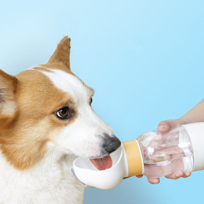 Walking Dog Drinking Water Supplies